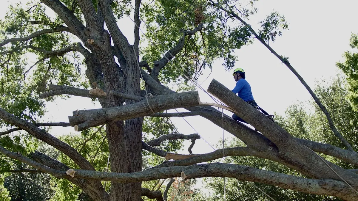 Professional Hazardous Tree Removal performed by certified arborists in Evansville